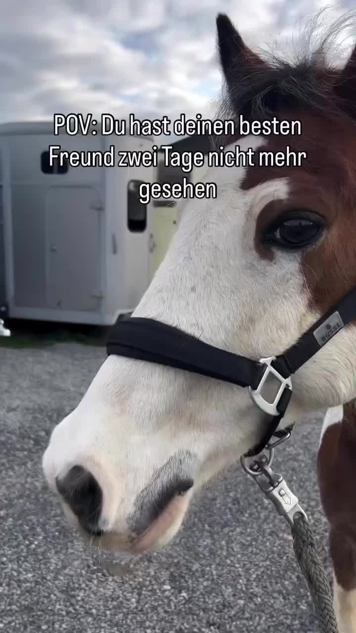 @ne.horses