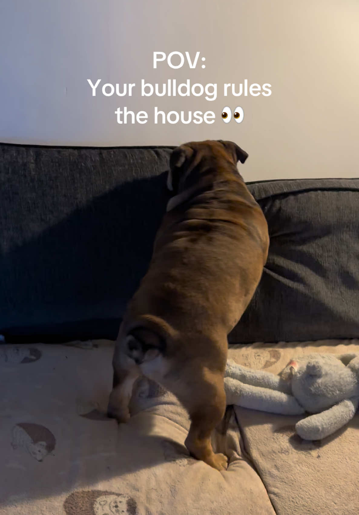 @Cooper the bulldog