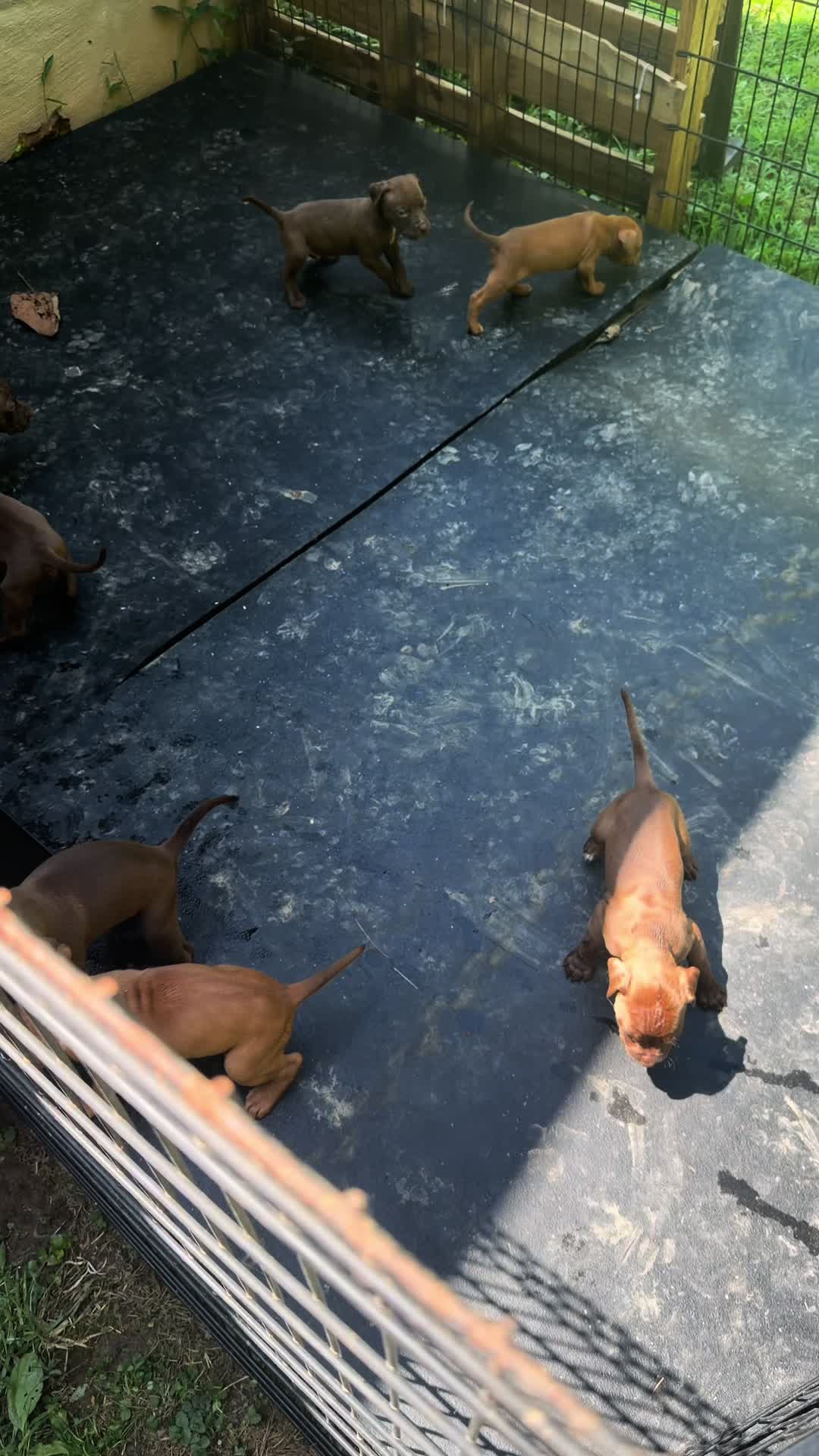 @WorldGoneMadKennels