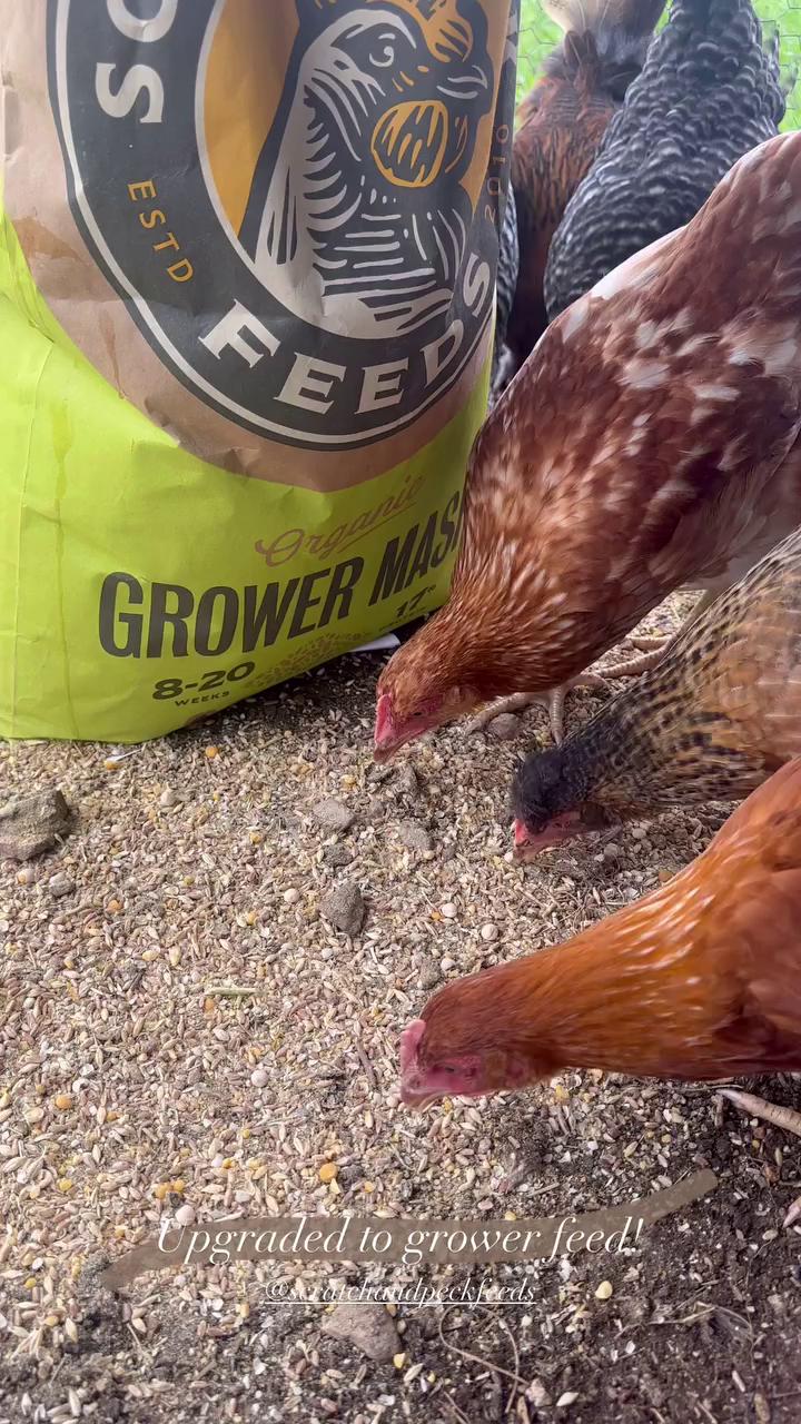 @Scratch and Peck Feeds
