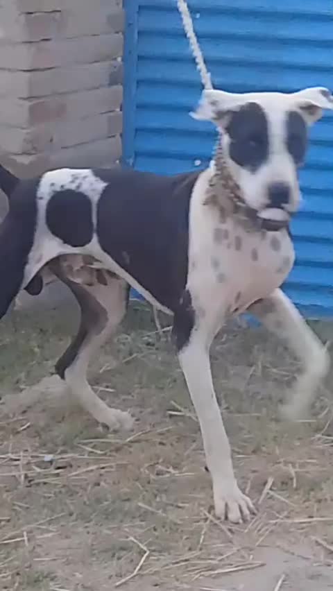 @Peshwar Dogs Center
