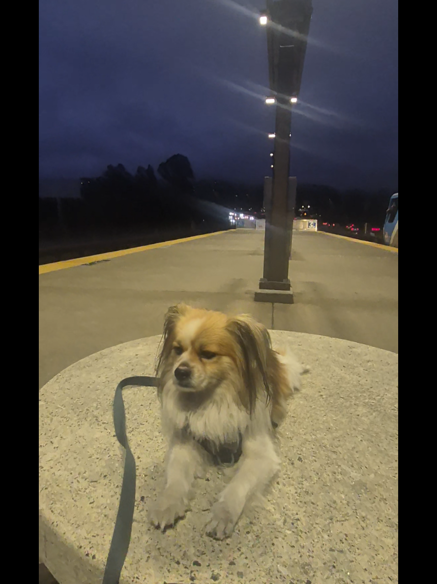 @dailydogquotes
