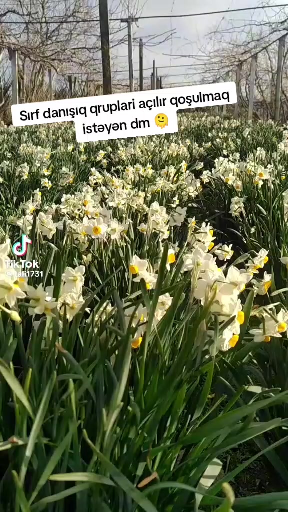 @Dunya