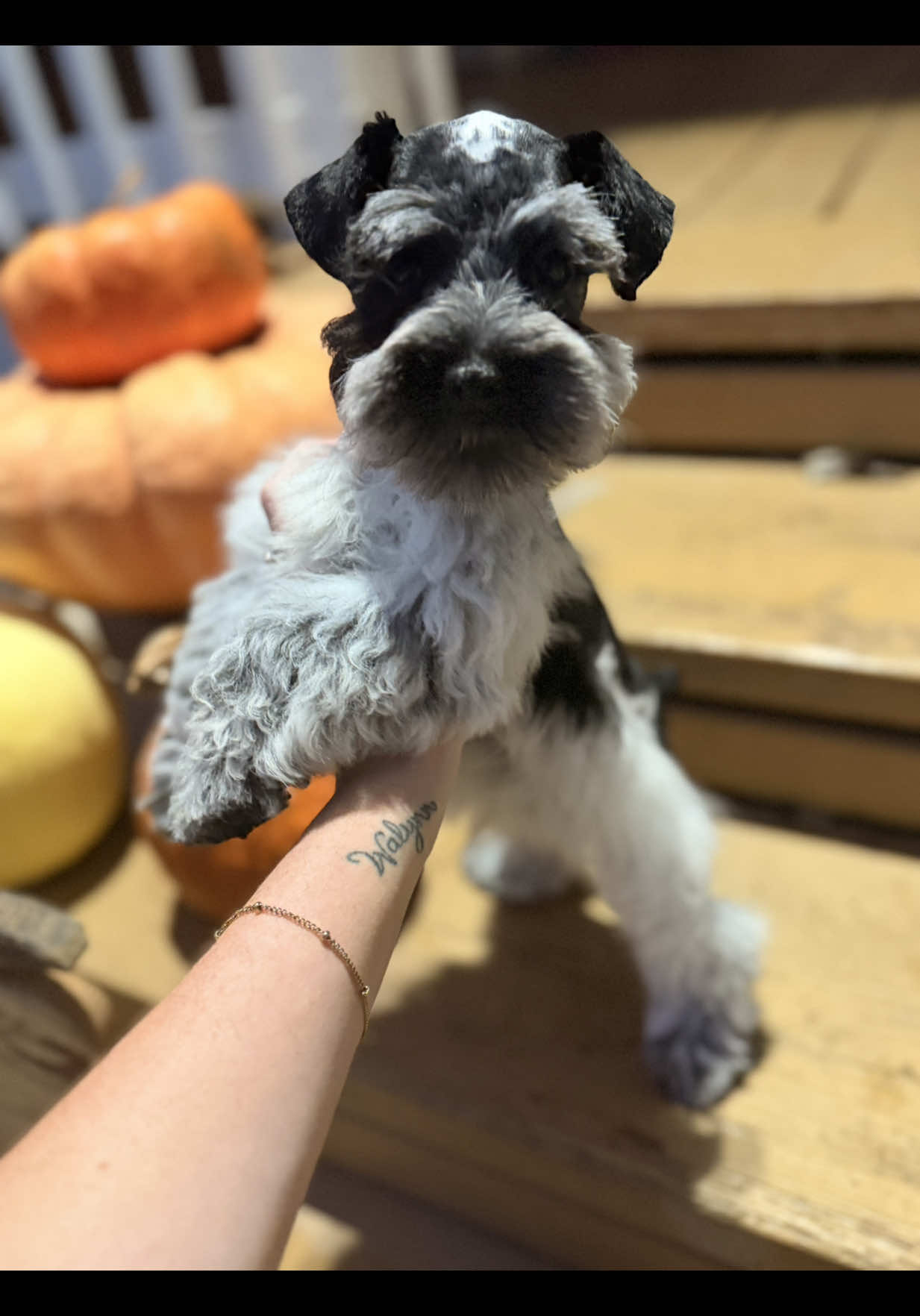 @Black Creek Kennels Schnauzers