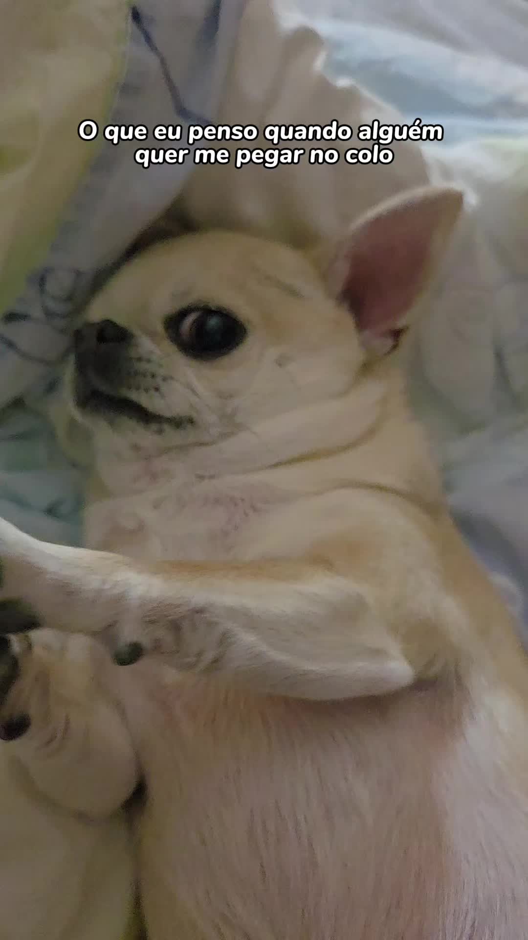 @Camila, a Chihuahua