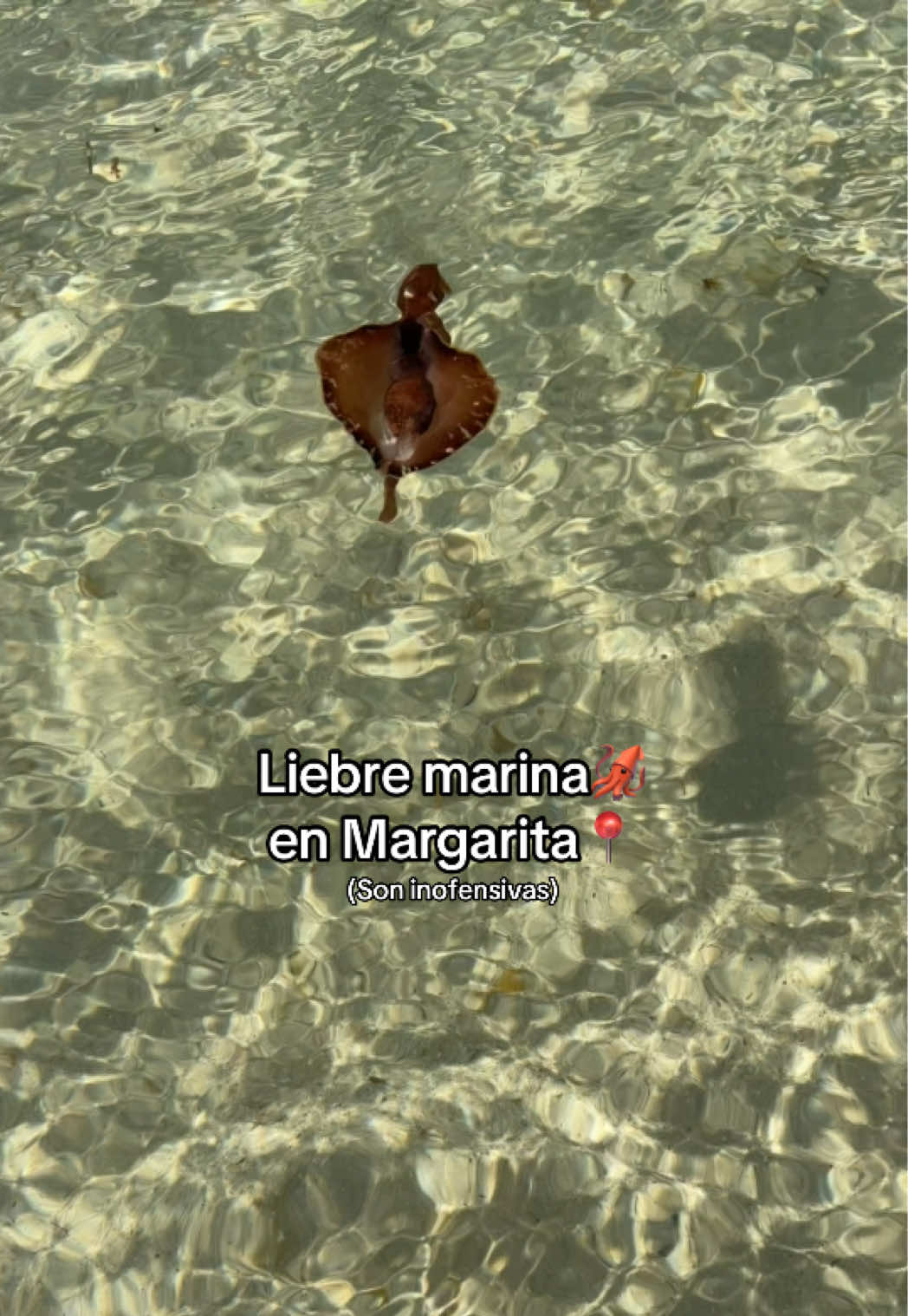 @El de la isla