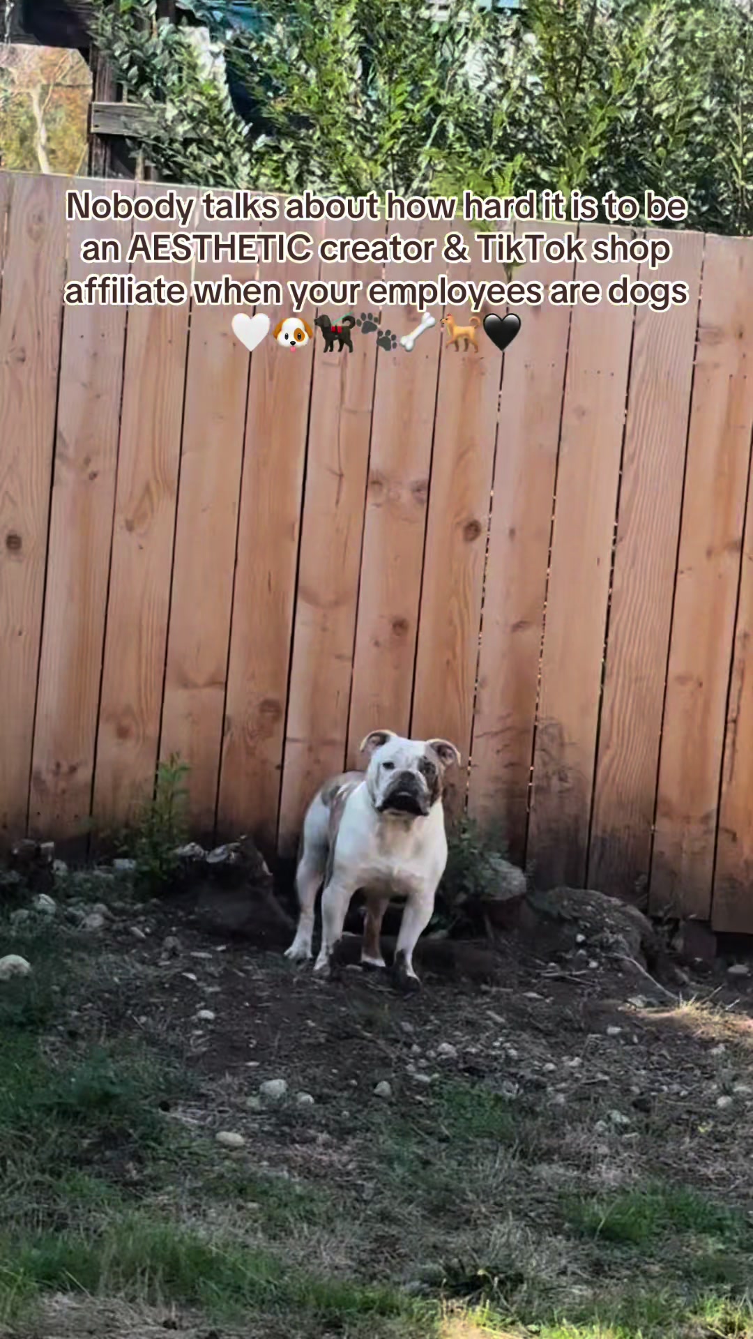 @kai_TheDogMother 🐶🐾