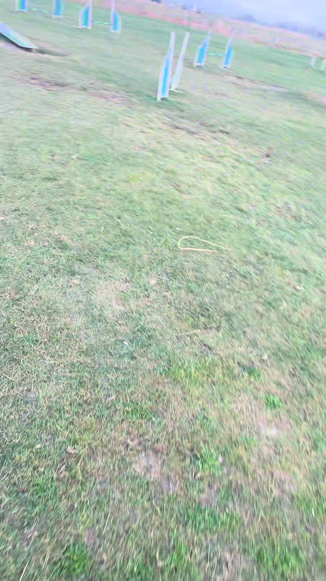 @Dream.Border.Collie.Andra