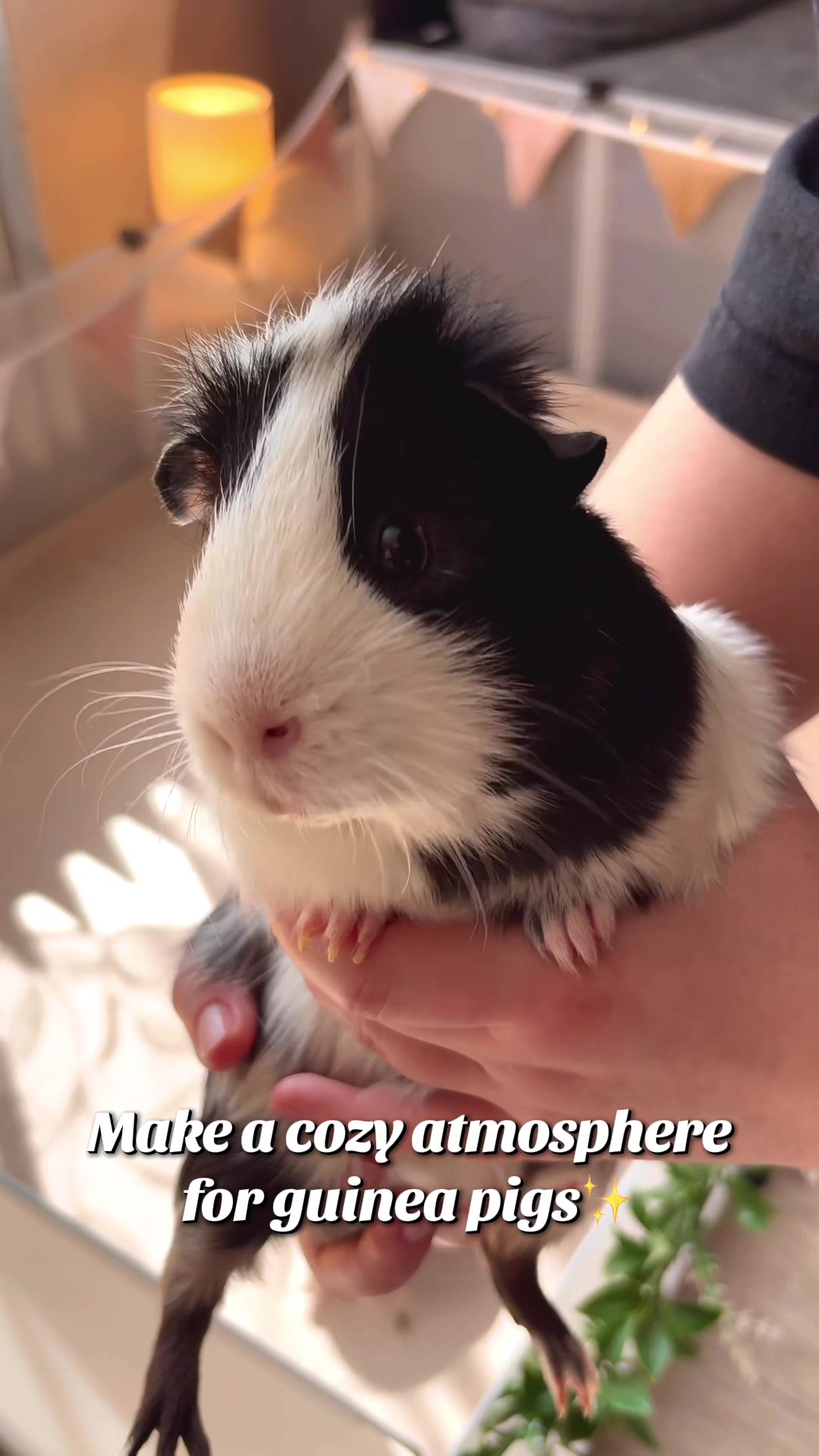 @friendly_guinea_pigs