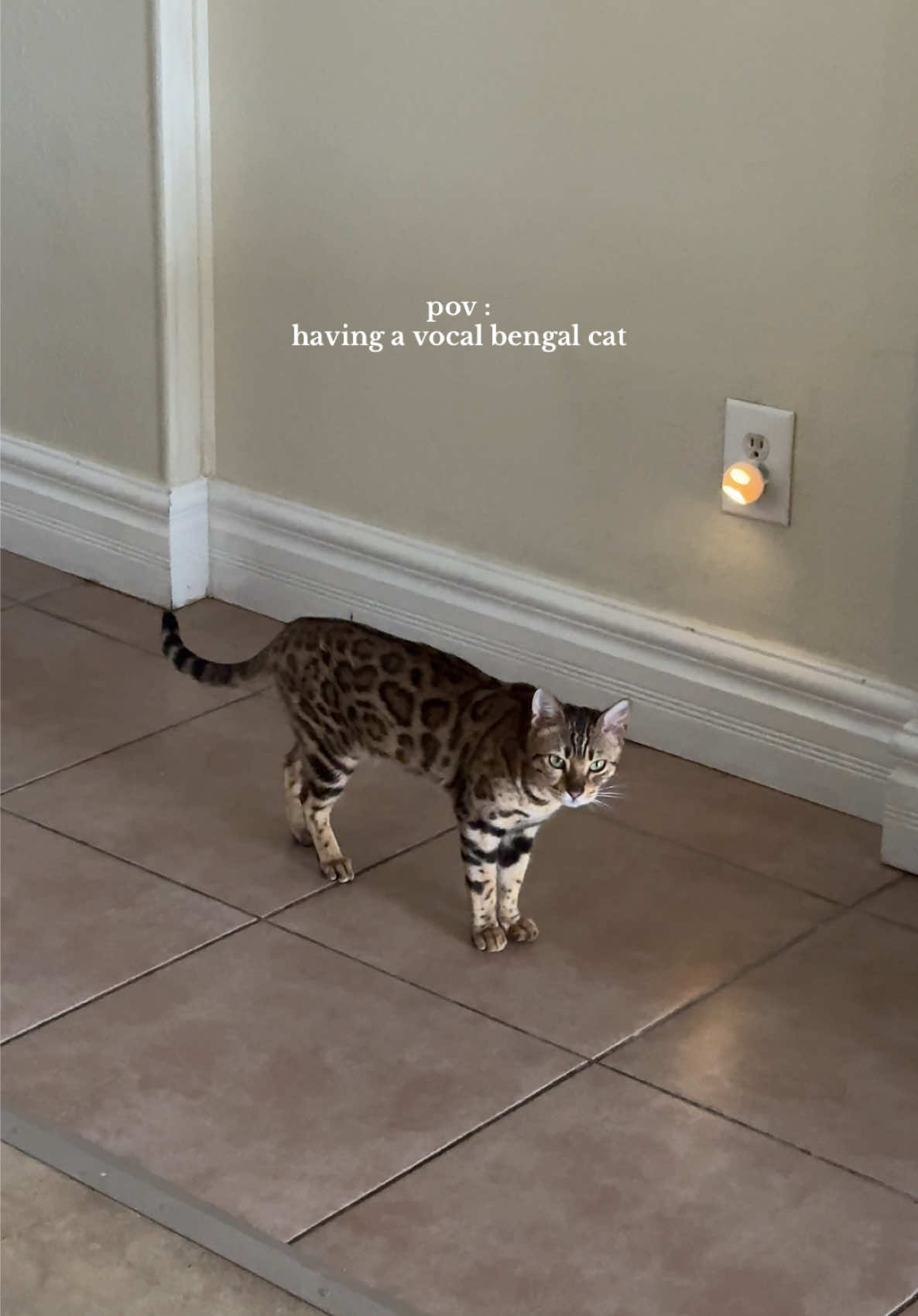 @Obi & Daisy The Bengals 🐆🐾