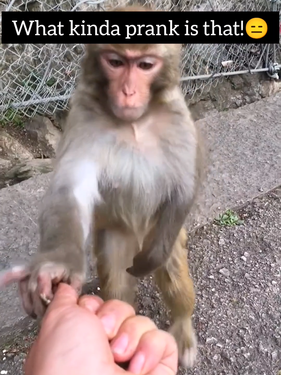 @Daily Monkey Fun
