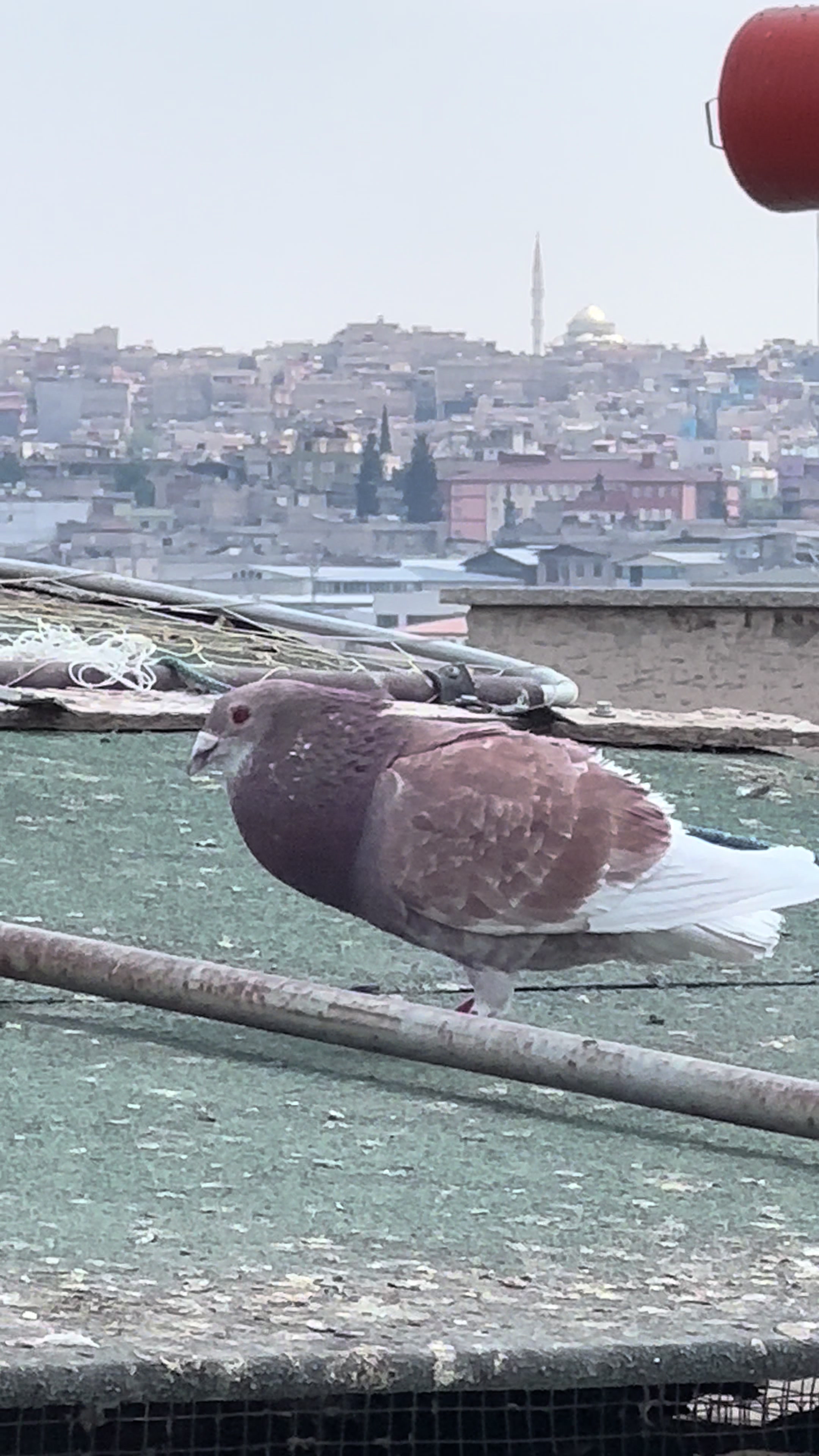 @ANTEPLİ HALİL