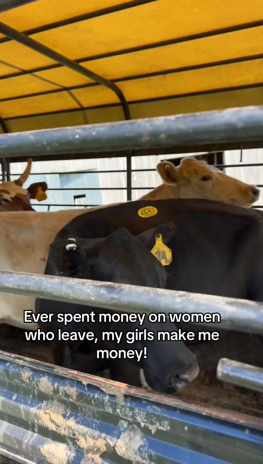 @tripleclivestock