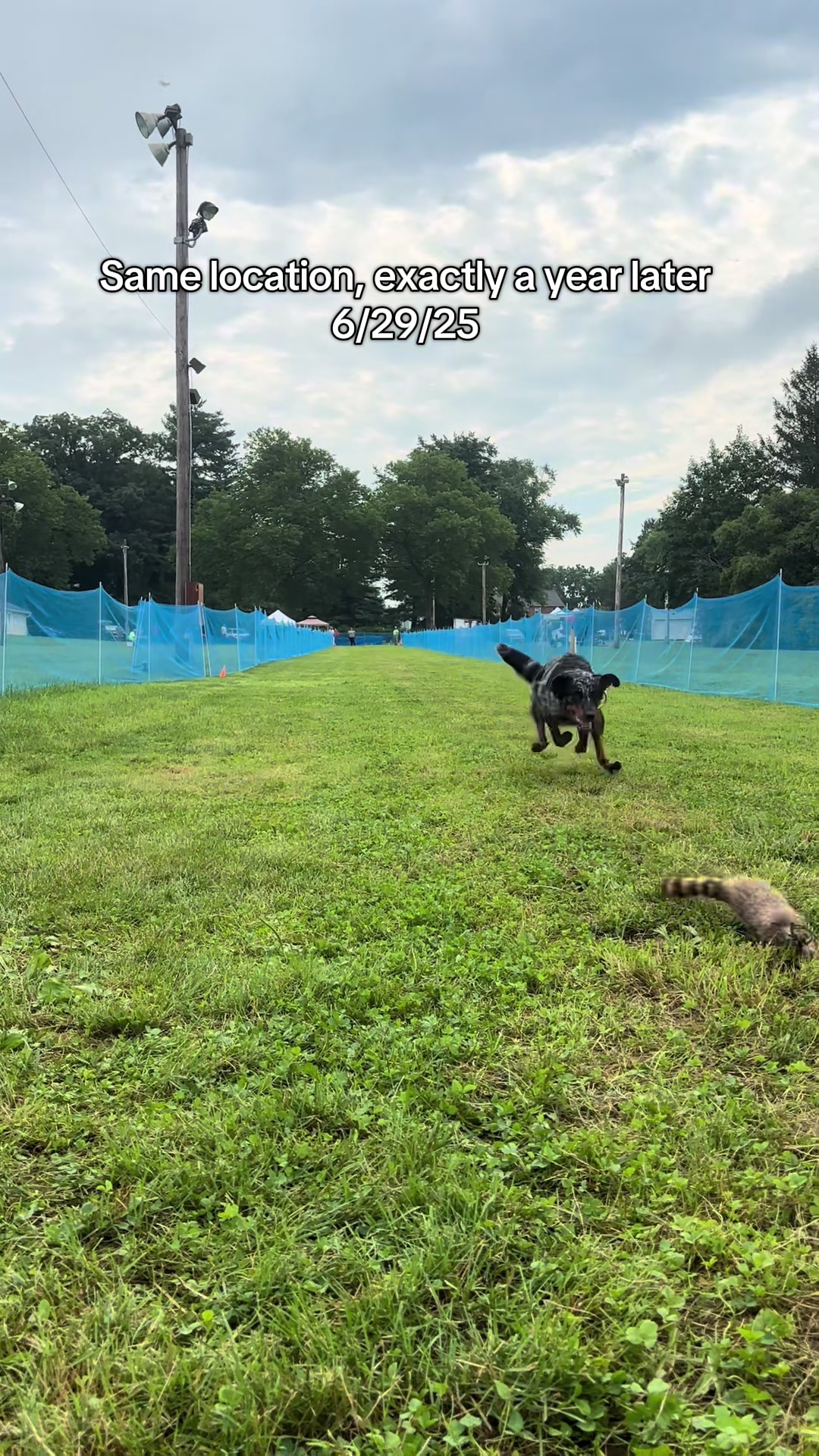 @valkyrie.the.beauceron