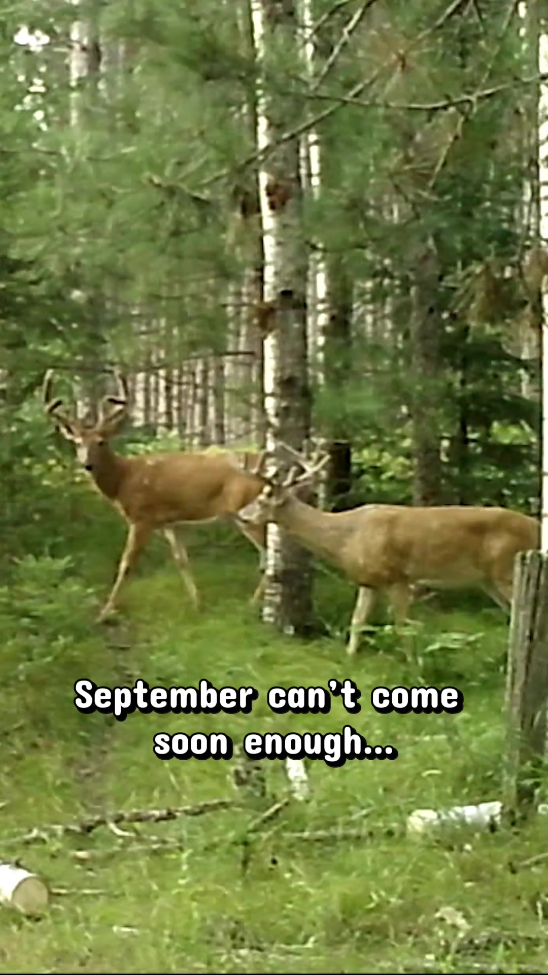@Growing Wild
