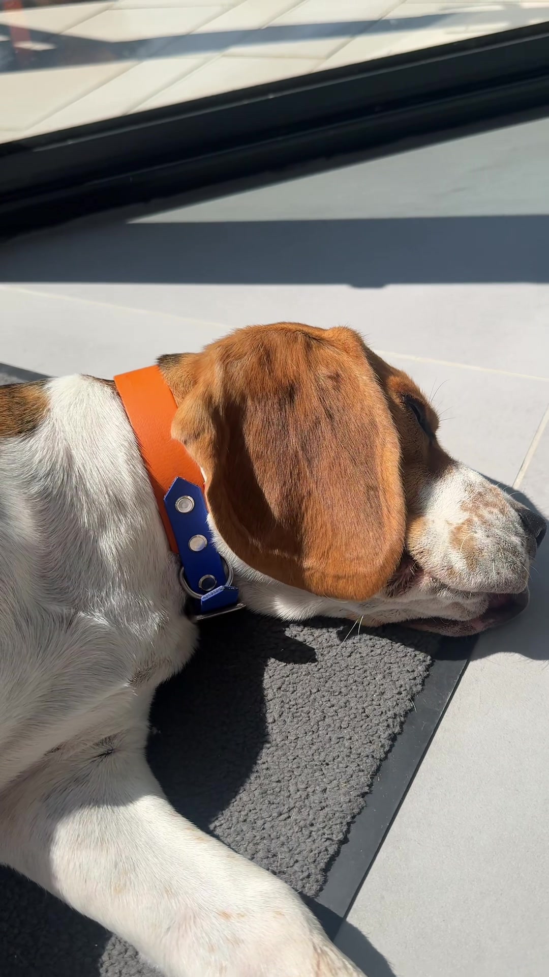 @Asko le Beagle💙