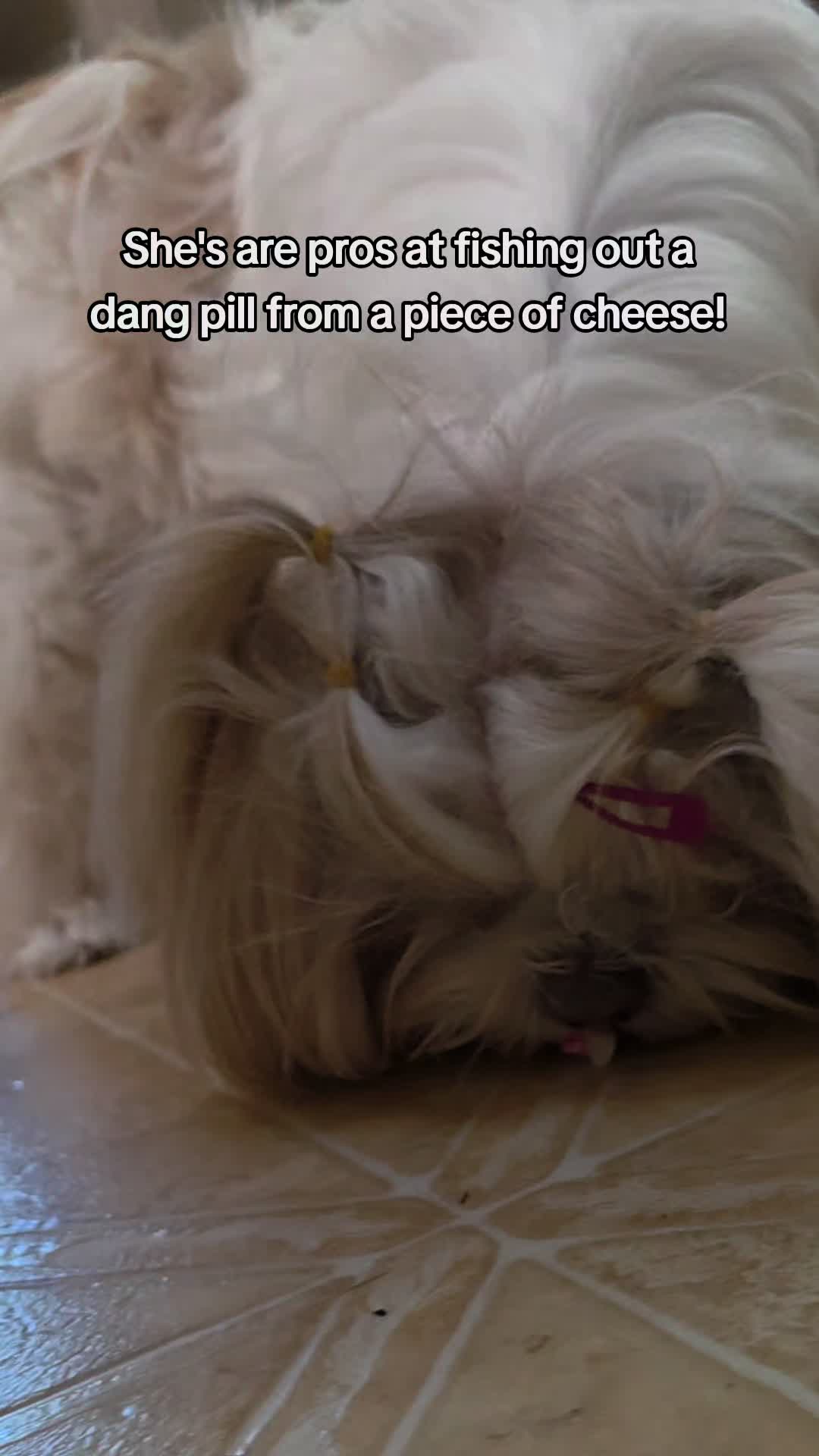 @Little Miss Mollie
