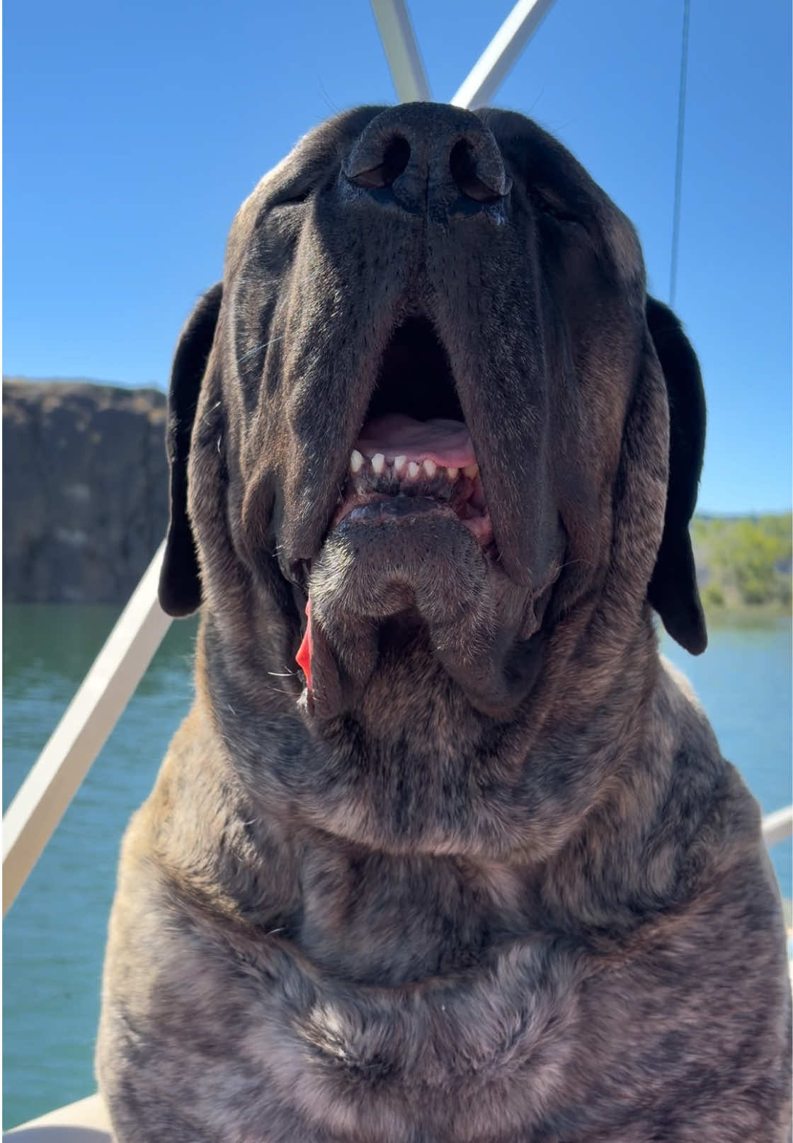 @BrindleBearTheMastiff