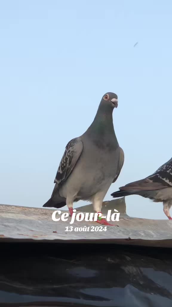 @OMZOLOFT🕊🦜🇸🇳