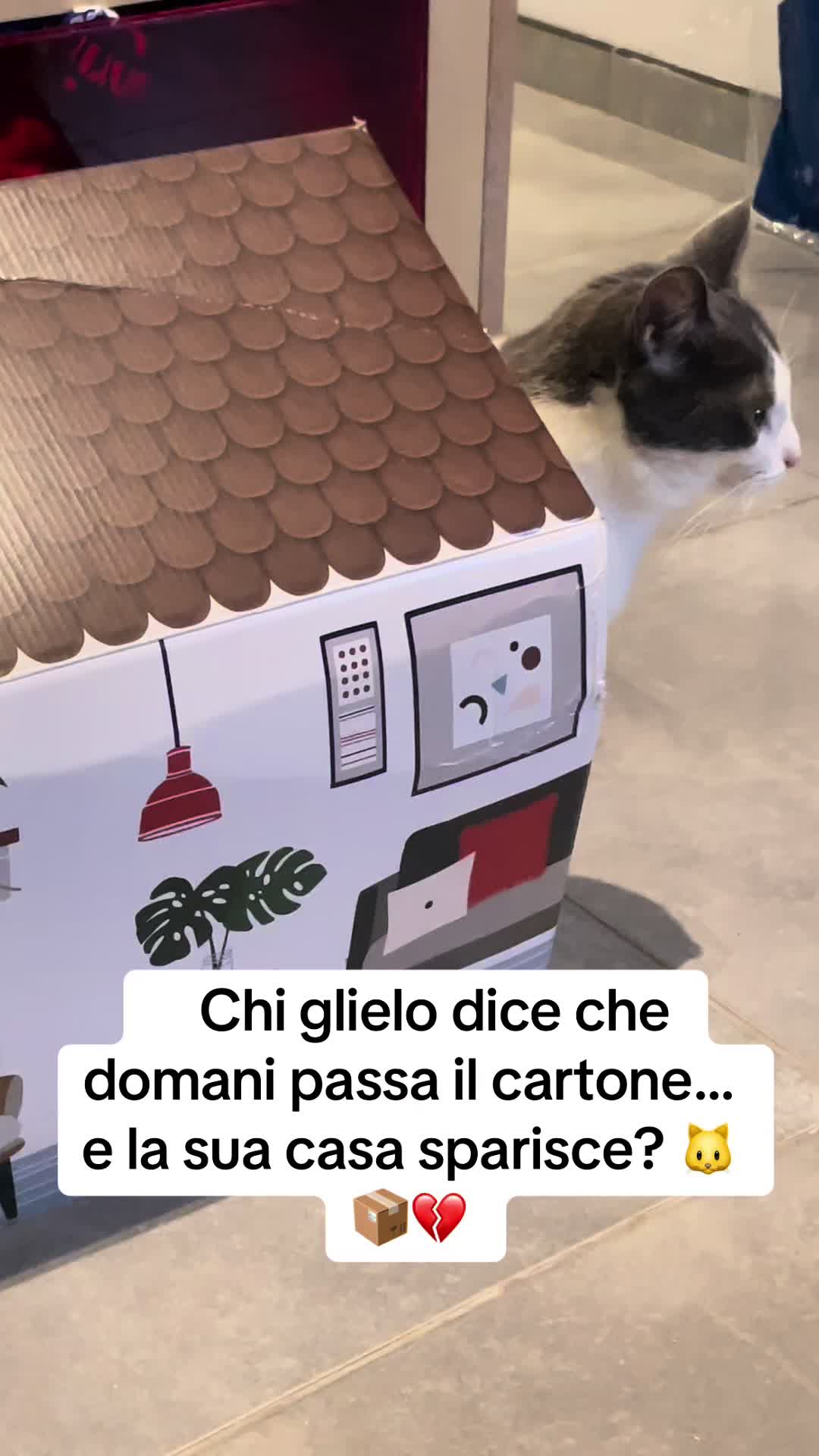 @ronnie_the_cat_be 💎