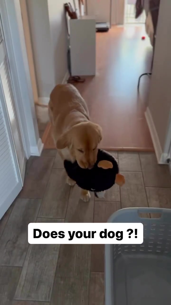 @PetFitness