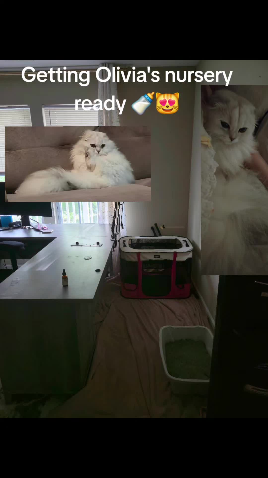 @Brittany Beauties Kittens