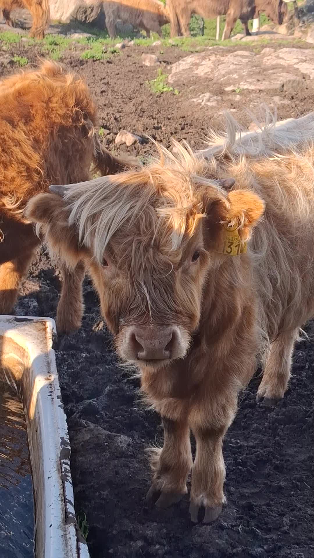 @Highland.Bull