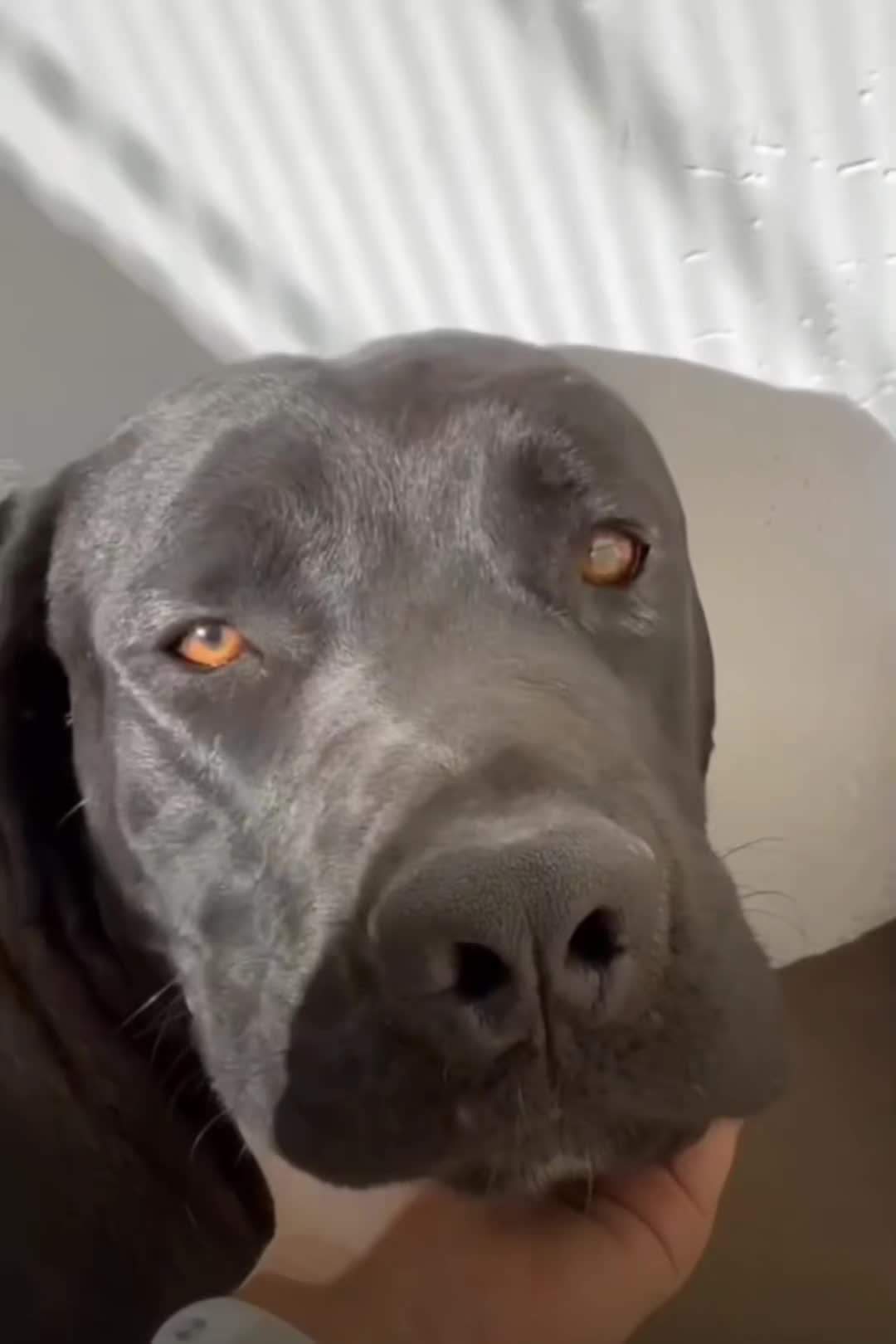 @Cane Corsos