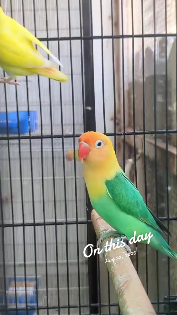 @manhaaviary