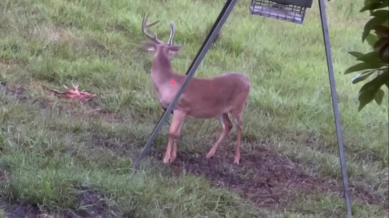 @Buckmasters Outdoors