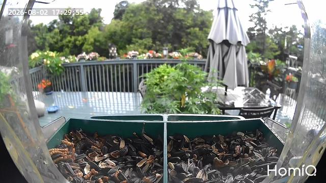 @Backyardbirdz