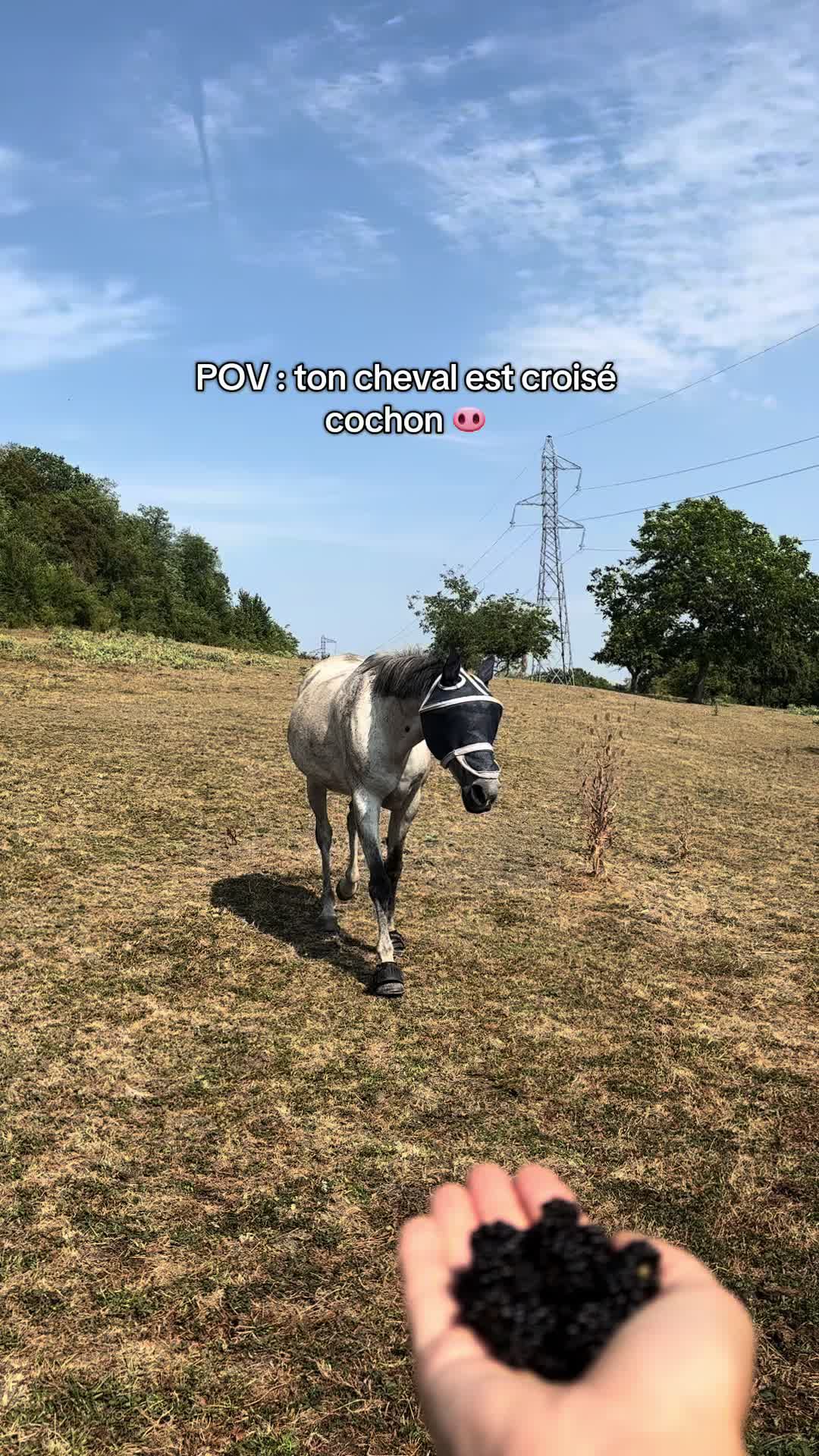 @Réflexions Equestres