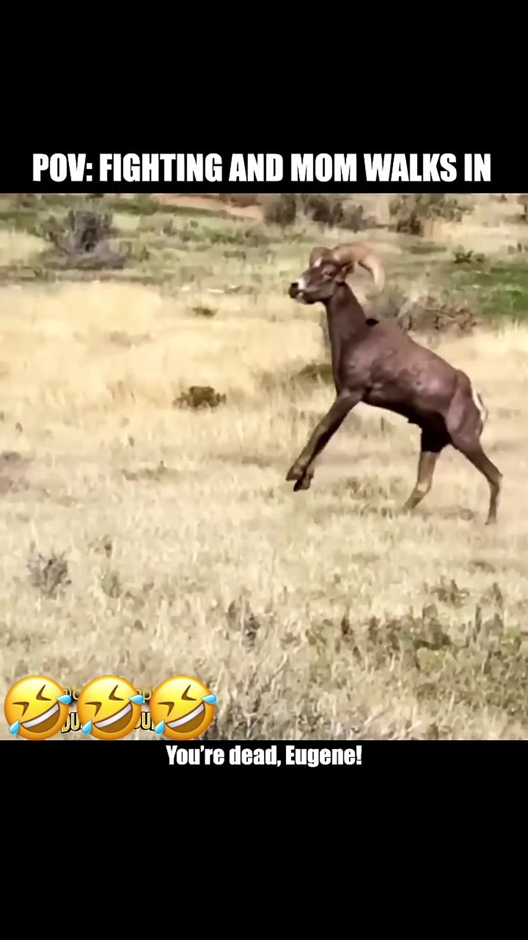 @Funny_pets
