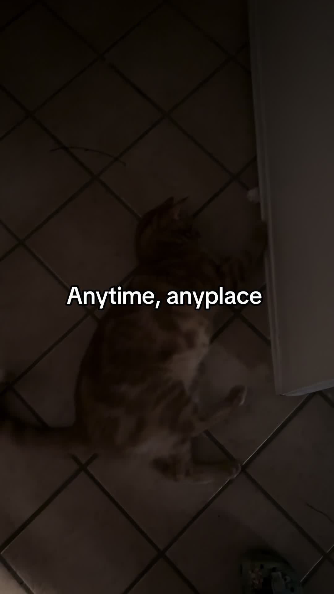 @T👑