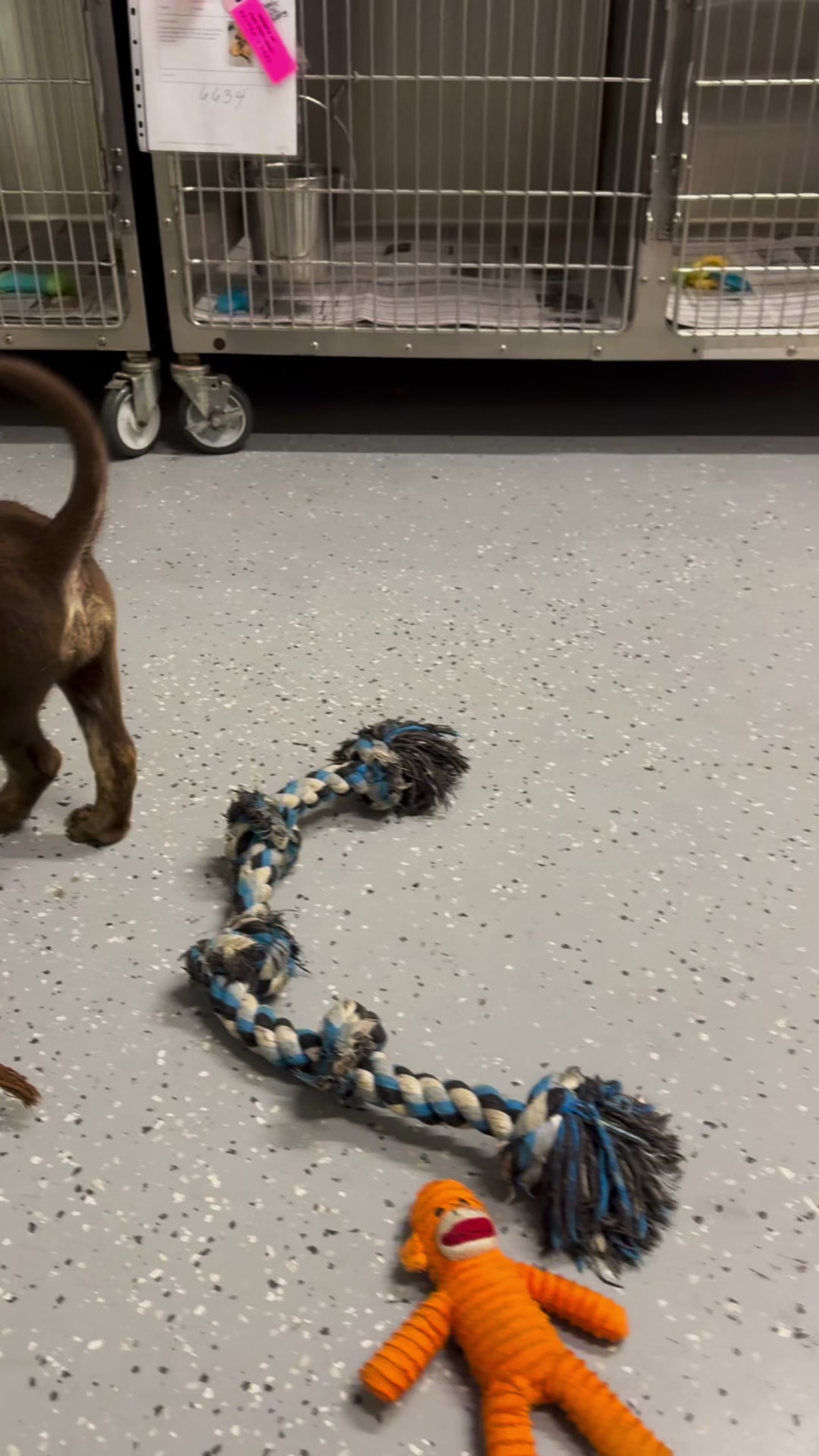 @AbandonedAnimalRescue