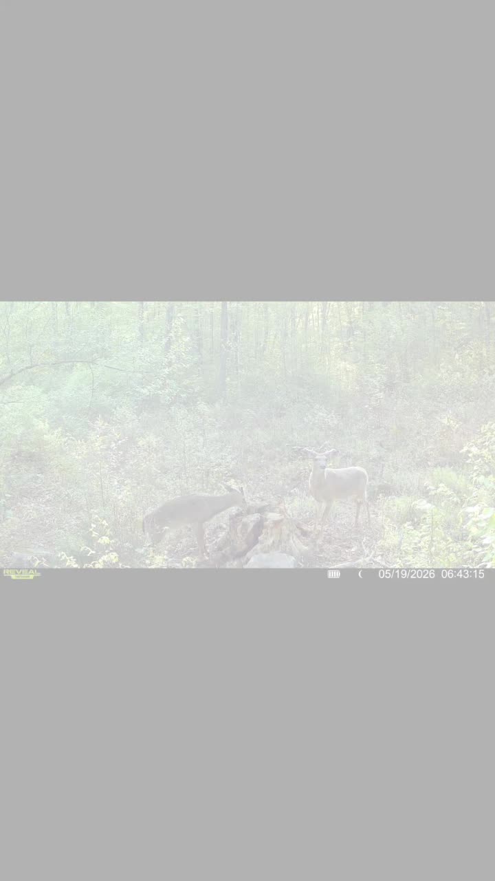 @WIZARD OF THE WOODS