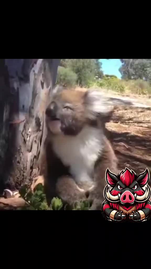 @🐗Fr&auml;nkischer-Rampen- Eber🐗