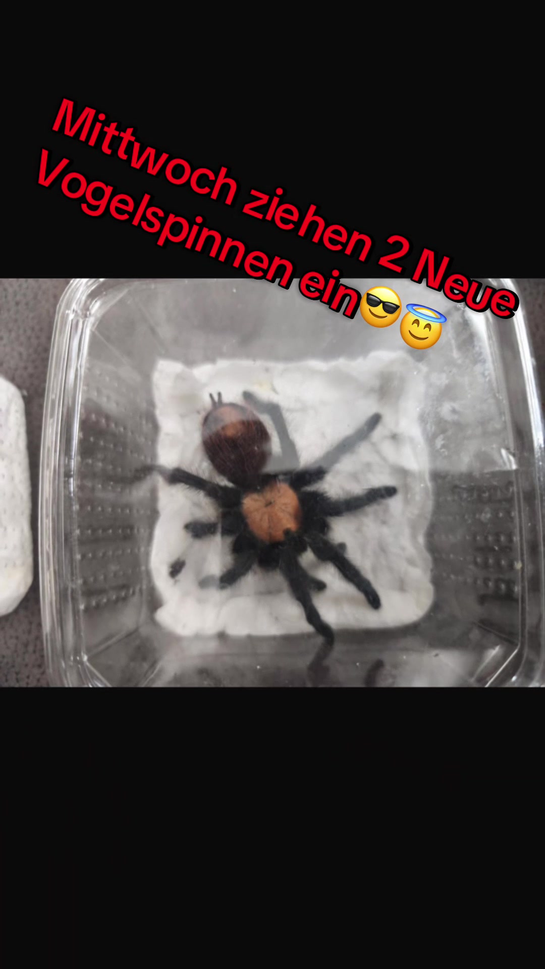 @jurassiczoo