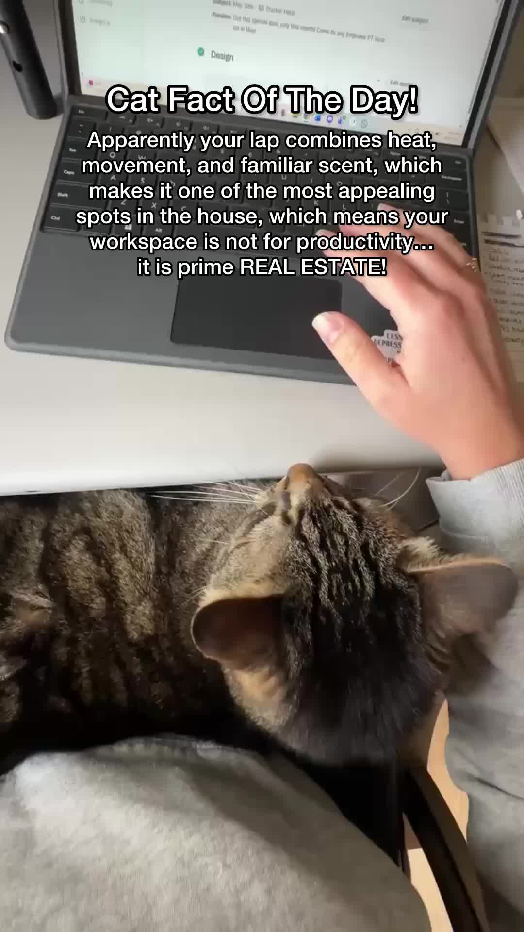 @Chip The Manx