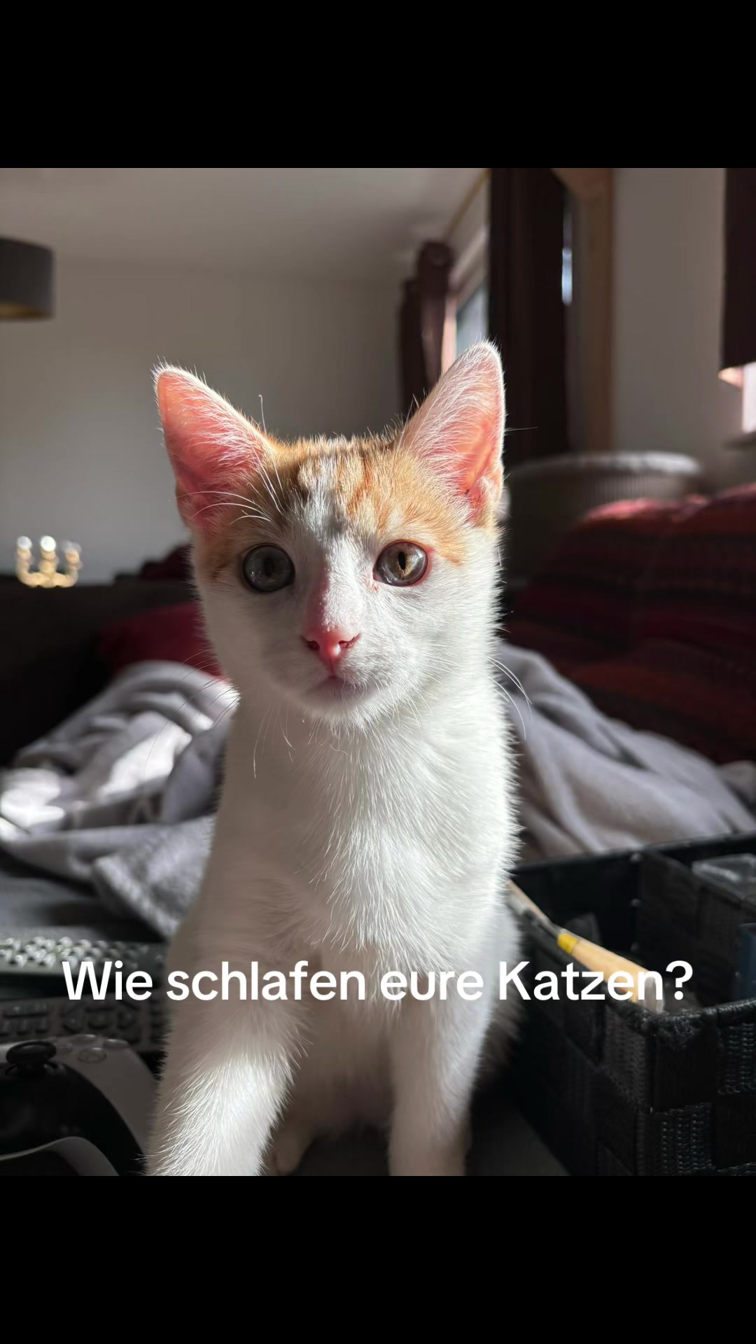 @Tiere des Waldes