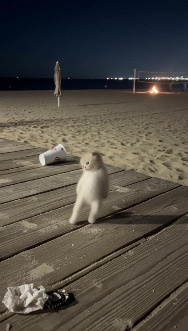 @meowtownforever