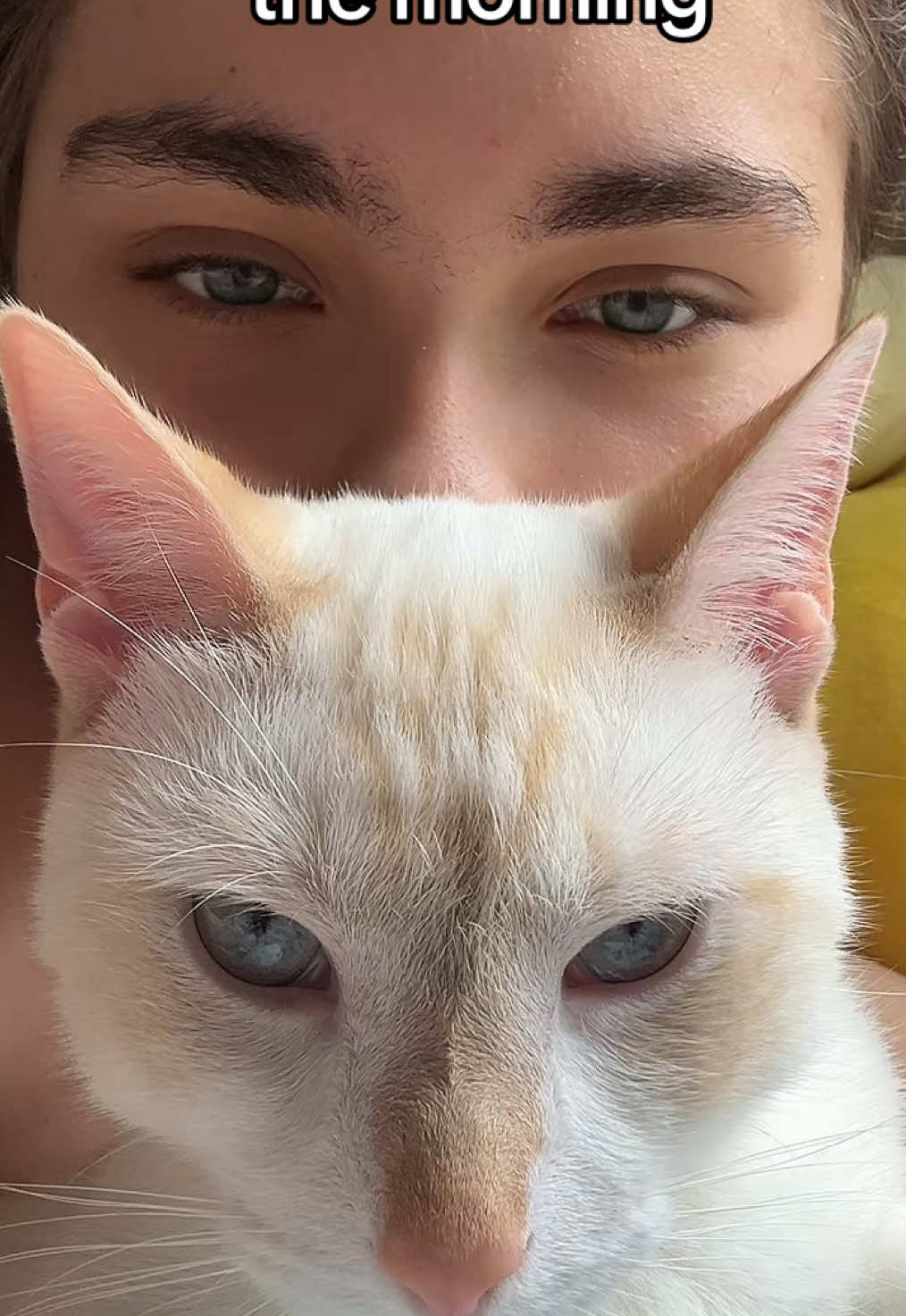 @FamiliarFEYpets