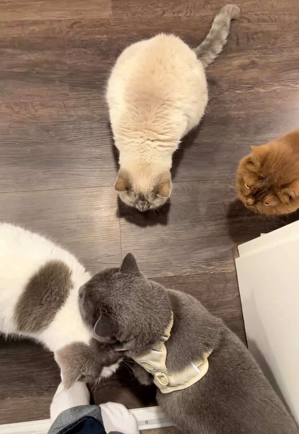 @Sinascolorcats
