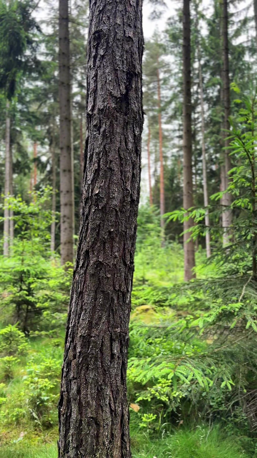 @forest_caro