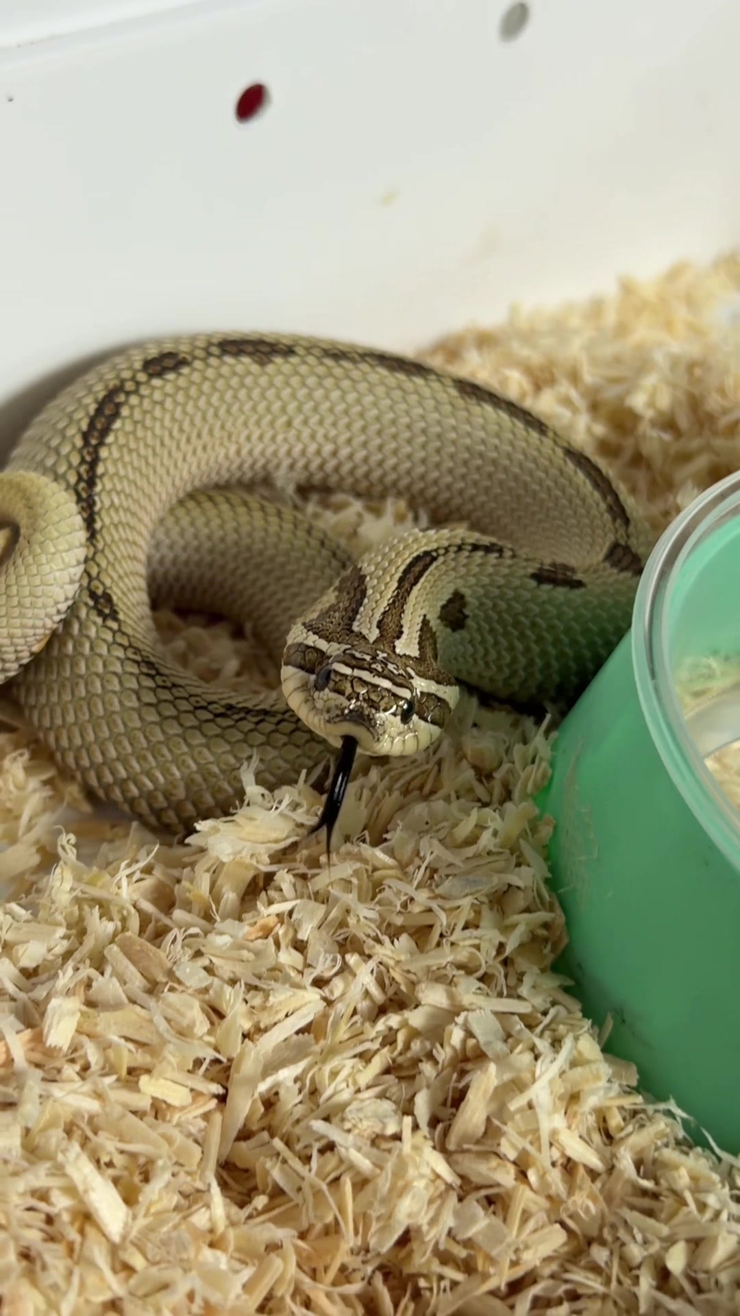 @MasgenReptiles