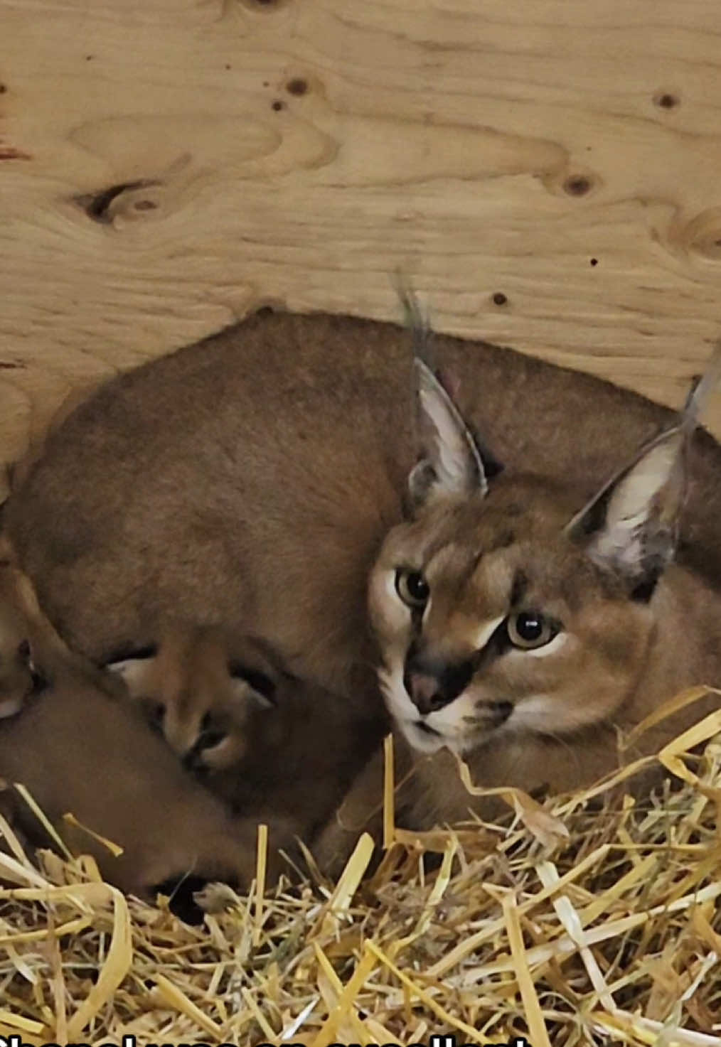 @The Wildcat Sanctuary