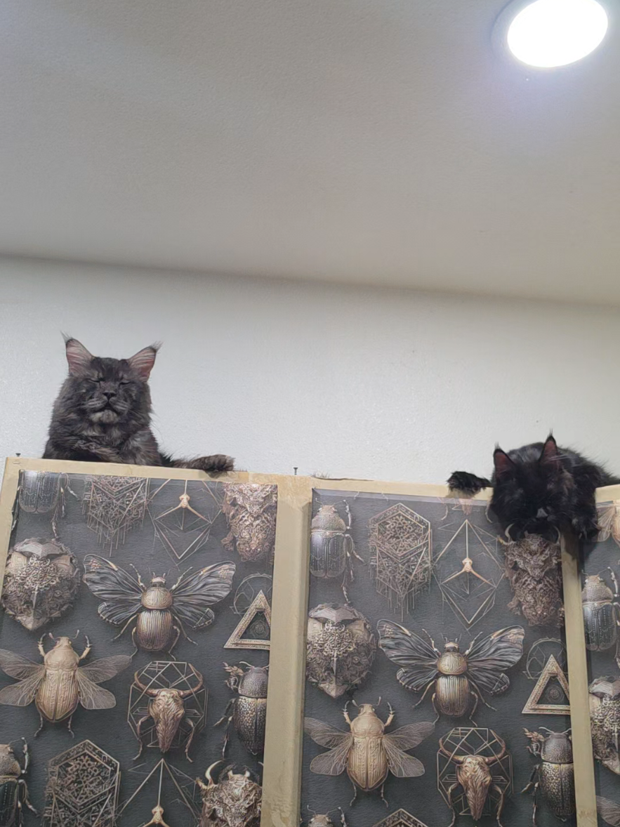 @Peaky Claws Cattery