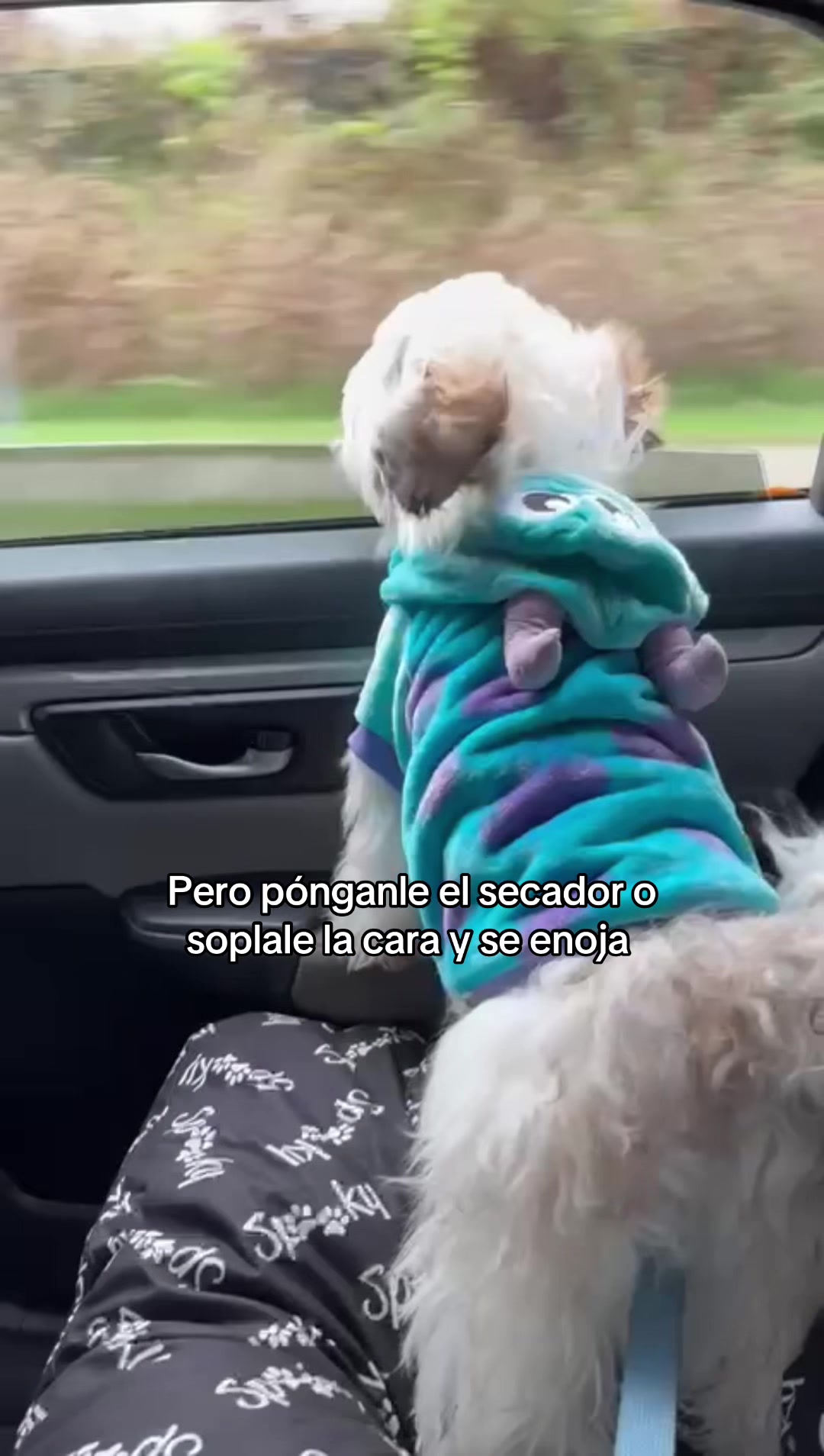 @Coco 💙🐶🐾