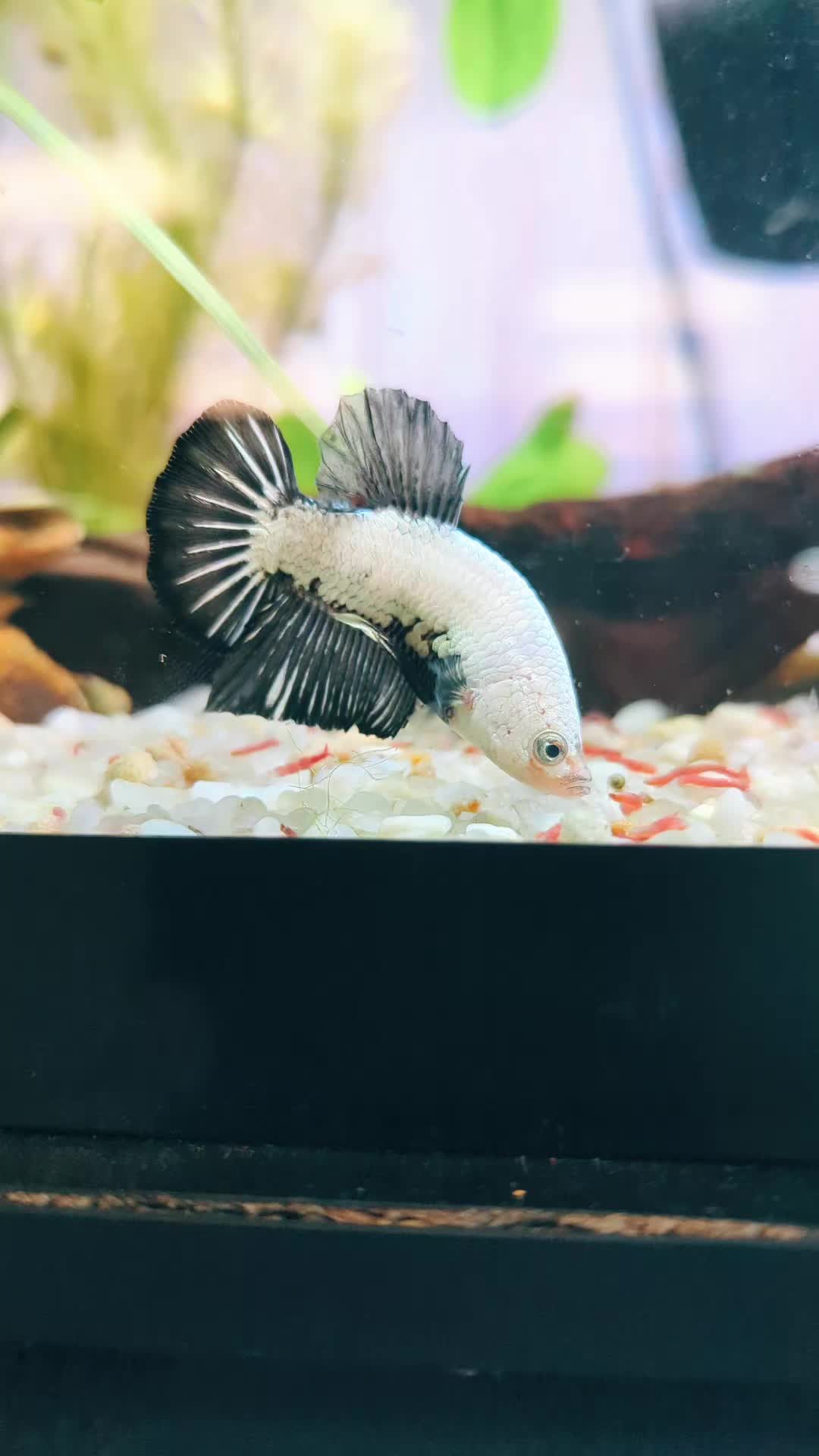 @B&M Aquatics