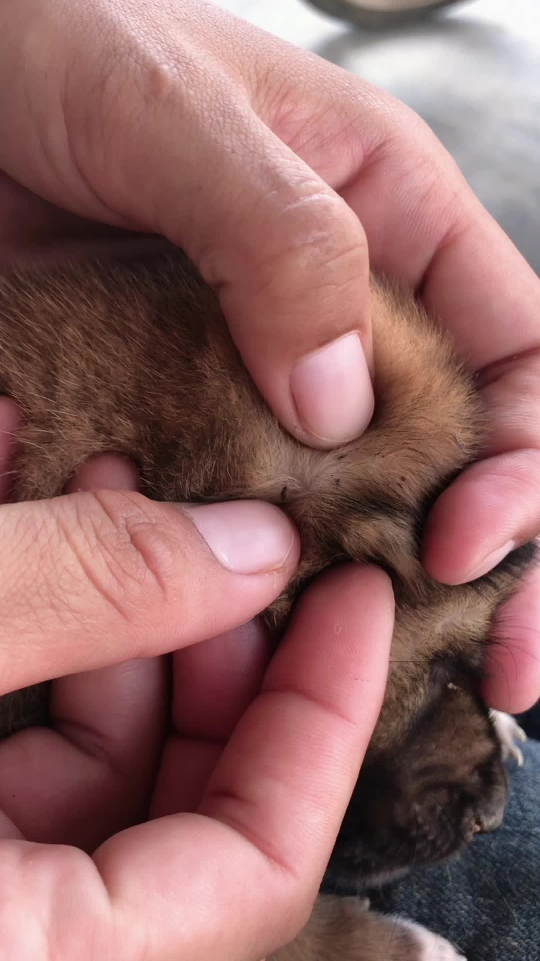 @lice puppy lovers